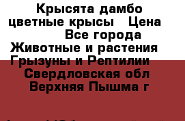 Крысята дамбо цветные крысы › Цена ­ 250 - Все города Животные и растения » Грызуны и Рептилии   . Свердловская обл.,Верхняя Пышма г.